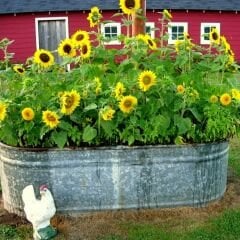 Süs Ayçiçeği Tohumu Baver - Helianthusannus
