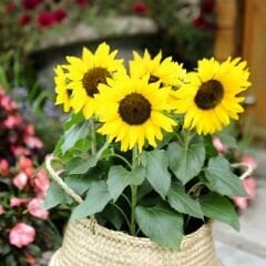 Süs Ayçiçeği Tohumu Baver - Helianthusannus