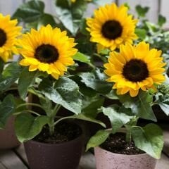 Süs Ayçiçeği Tohumu Baver - Helianthusannus