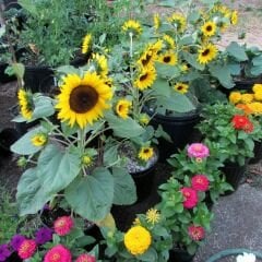 Süs Ayçiçeği Tohumu Baver - Helianthusannus