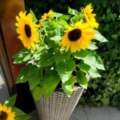 Süs Ayçiçeği Tohumu Baver - Helianthusannus