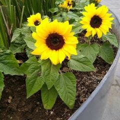 Süs Ayçiçeği Tohumu Baver - Helianthusannus