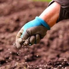 Maxima Azotlu Organomineral Gübre - 5 kg