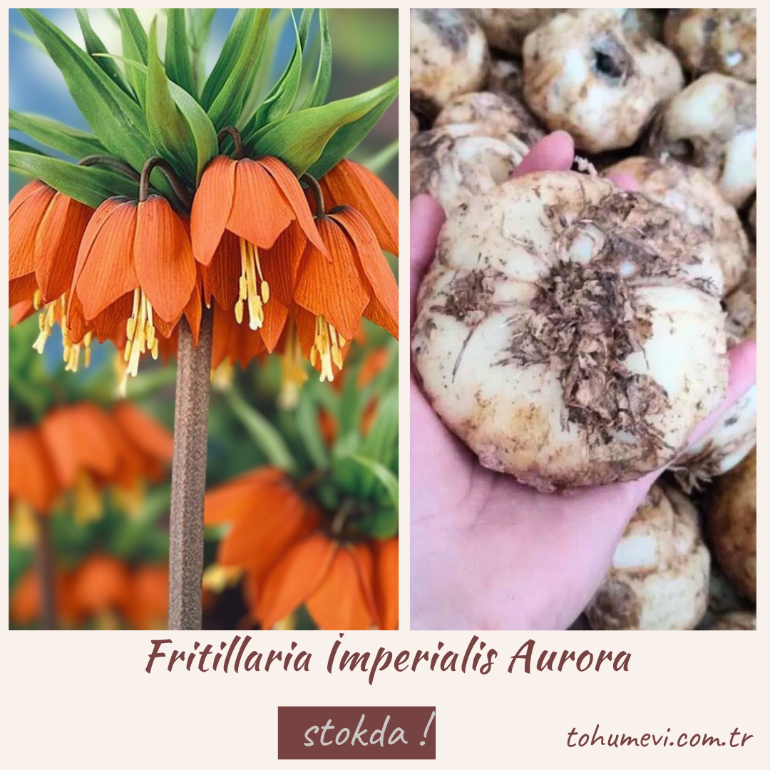 Turuncu Ters Lale Soğanı Aurora – Fritillaria İmperialis