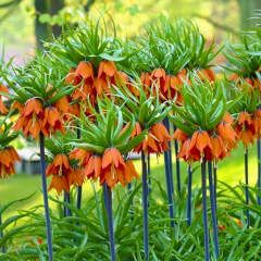 Turuncu Ters Lale Soğanı Aurora – Fritillaria İmperialis