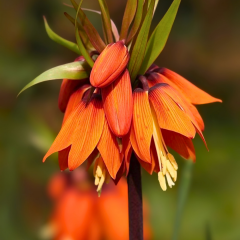 Turuncu Ters Lale Soğanı Aurora – Fritillaria İmperialis