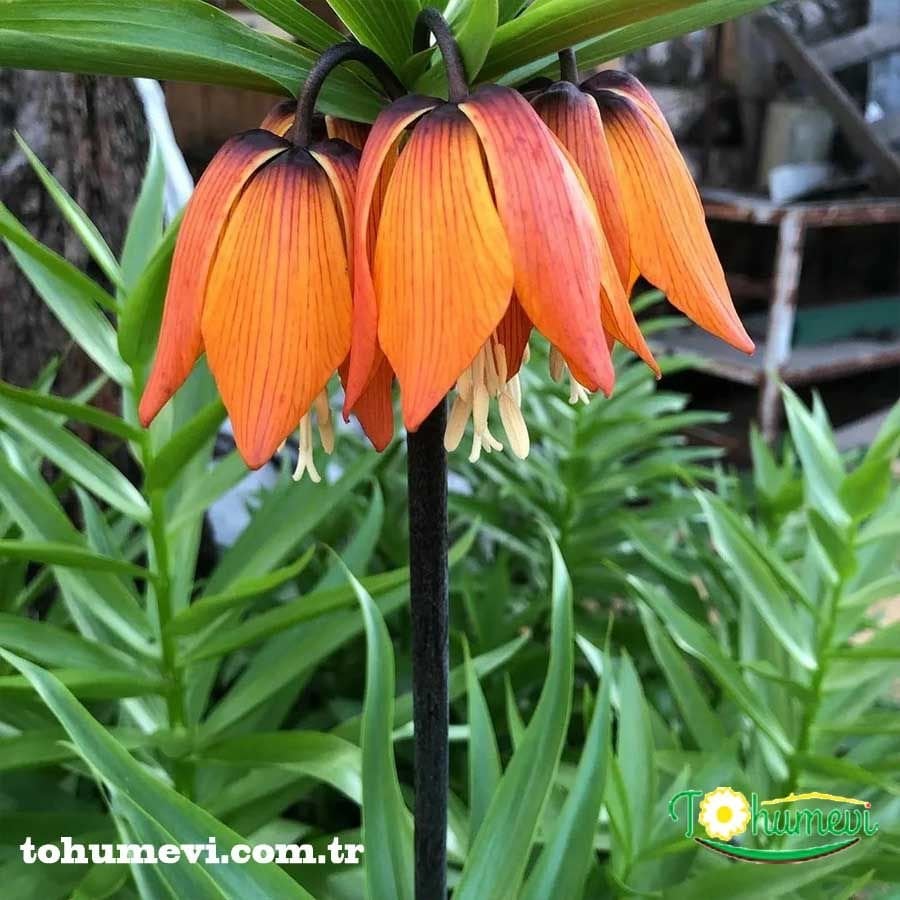 Turuncu Ters Lale Soğanı – Fritillaria İmperialis