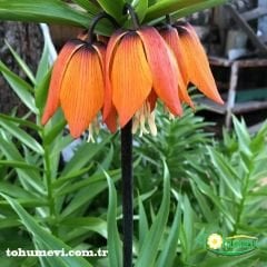 Turuncu Ters Lale Soğanı – Fritillaria İmperialis