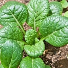 Tatsoi Tohumu - Mini Yaprak Tatsoy - Yaprak Hardalı