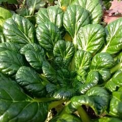 Tatsoi Tohumu - Mini Yaprak Tatsoy - Yaprak Hardalı