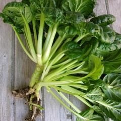 Tatsoi Tohumu - Mini Yaprak Tatsoy - Yaprak Hardalı