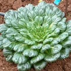 Tatsoi Tohumu - Mini Yaprak Tatsoy - Yaprak Hardalı