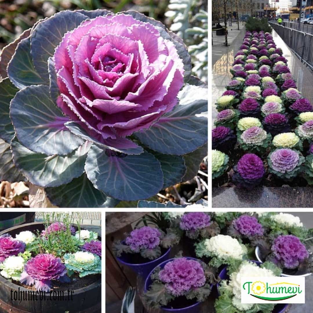 Süs Lahanası Tohumu – Brassica Oleracea Aceohala