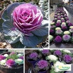 Süs Lahanası Tohumu – Brassica Oleracea Aceohala