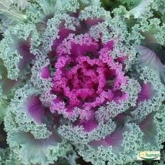 Süs Lahanası Tohumu – Brassica Oleracea Aceohala