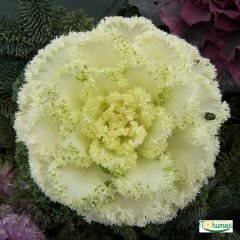 Süs Lahanası Tohumu – Brassica Oleracea Aceohala