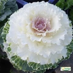 Süs Lahanası Tohumu – Brassica Oleracea Aceohala