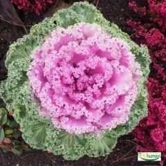 Süs Lahanası Tohumu – Brassica Oleracea Aceohala