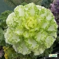 Süs Lahanası Tohumu – Brassica Oleracea Aceohala