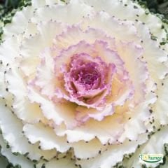 Süs Lahanası Tohumu – Brassica Oleracea Aceohala