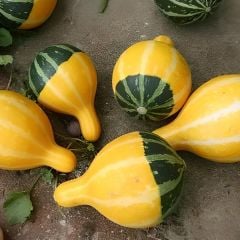 Minyatür Süs Kabağı Tohumu – Pear Bicolor Gourd