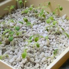 Perlit - Steril Tarım Perliti 5 lt