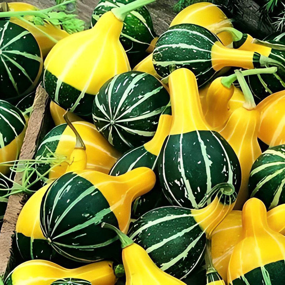 Minyatür Süs Kabağı Tohumu – Pear Bicolor Gourd