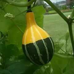 Minyatür Süs Kabağı Tohumu – Pear Bicolor Gourd