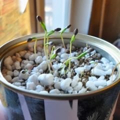 Perlit - Steril Tarım Perliti 5 lt