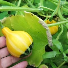 Minyatür Süs Kabağı Tohumu – Pear Bicolor Gourd