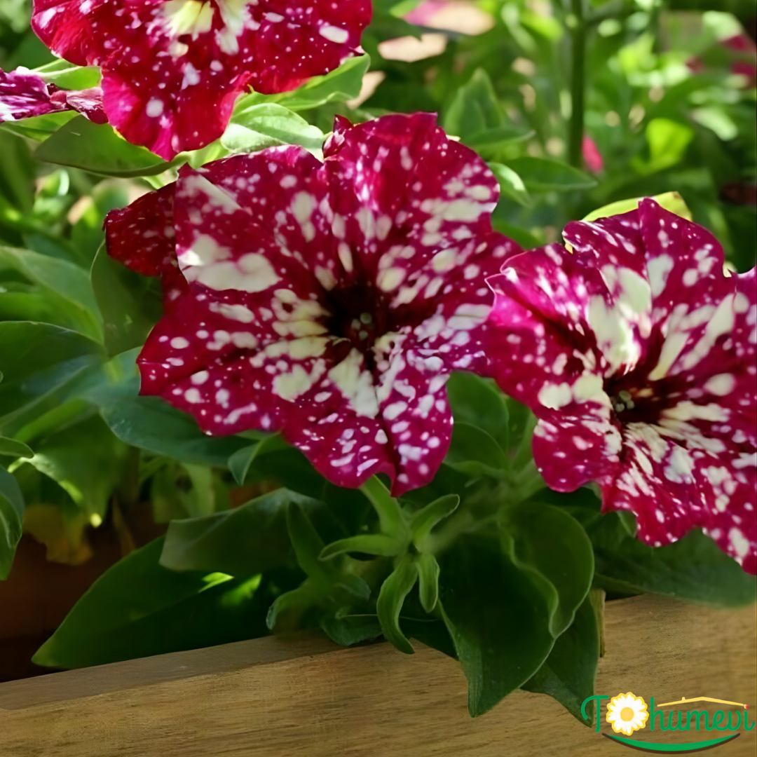 Thunderstorm Galaksi Sarkan Petunya Askılı Saksıda -Pegasus Special Kırmızı