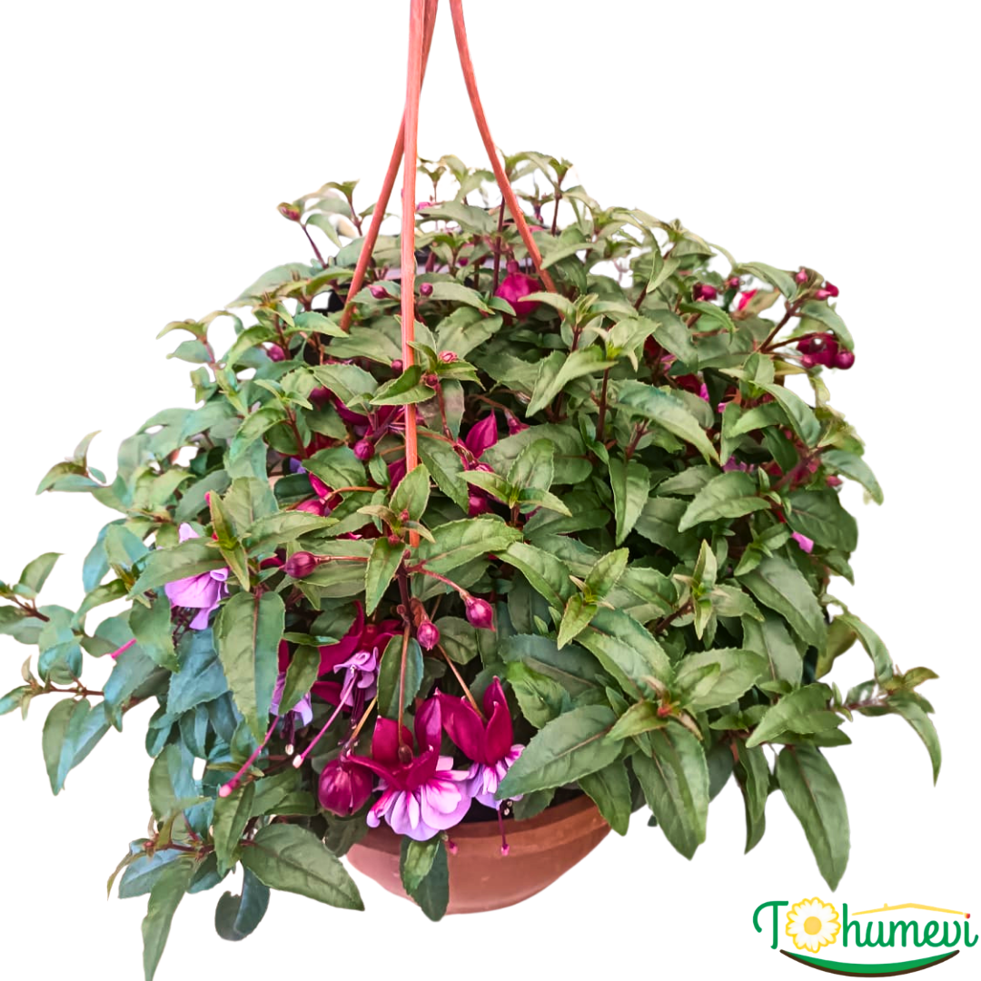 Küpe Çiçeği  Leonita Katlı Askılı Saksıda - Lila Kırmızı