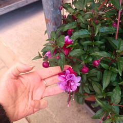 Küpe Çiçeği  Leonita Katlı Askılı Saksıda - Lila Kırmızı