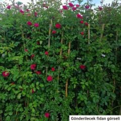 Türkiyem 6 Kokulu Yediveren Sarmaşık Gül Fidanı - Çardak Gülü