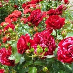 Türkiyem 6 Kokulu Yediveren Sarmaşık Gül Fidanı - Çardak Gülü