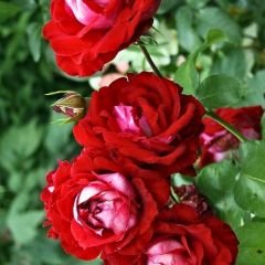 Türkiyem 6 Kokulu Yediveren Sarmaşık Gül Fidanı - Çardak Gülü