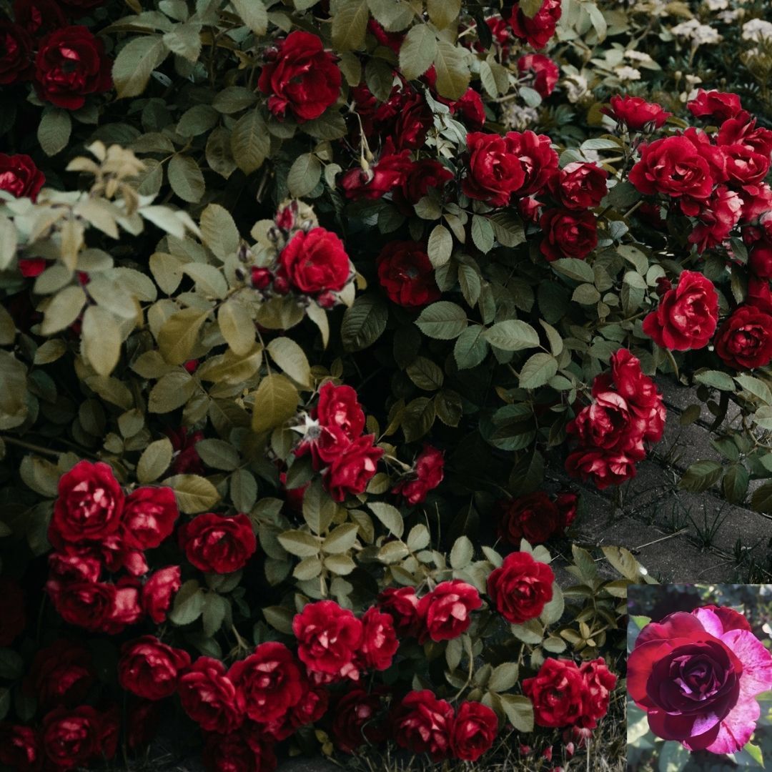 Türkiyem 6 Kokulu Yediveren Sarmaşık Gül Fidanı - Çardak Gülü