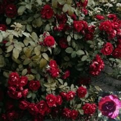 Türkiyem 6 Kokulu Yediveren Sarmaşık Gül Fidanı - Çardak Gülü