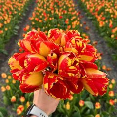 Banja Luka Lale Soğanı - Tulipa