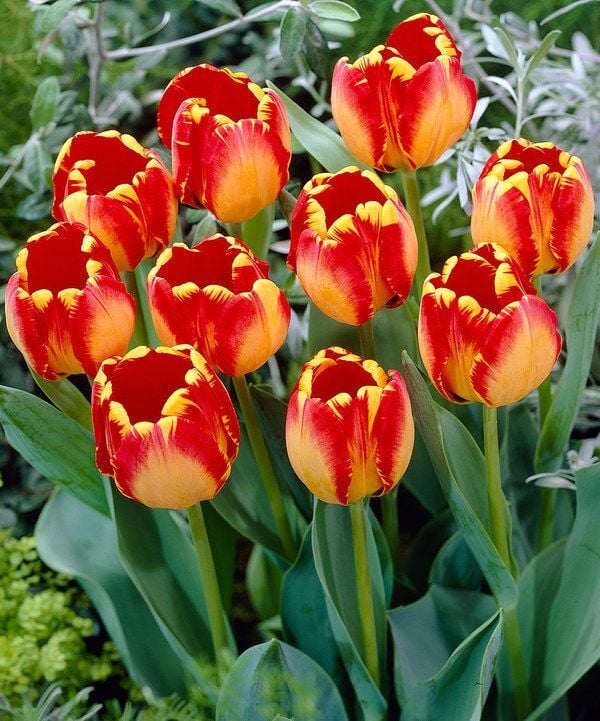 Banja Luka Lale Soğanı - Tulipa