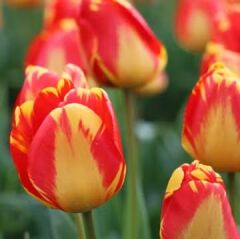 Banja Luka Lale Soğanı - Tulipa
