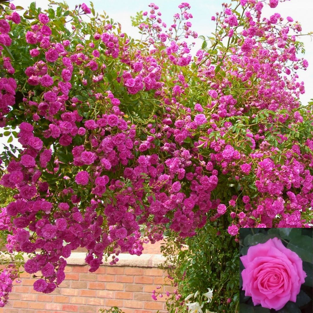 Isparta Pembe Kokulu Yediveren Sarmaşık Gül Fidanı - Çardak Gülü