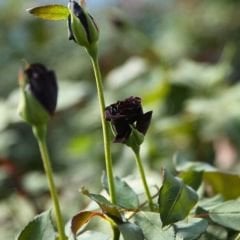 Siyah Gül Fidanı - Halfeti Gülü