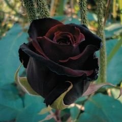 Siyah Gül Fidanı - Halfeti Gülü