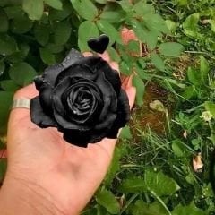Siyah Gül Fidanı - Halfeti Gülü