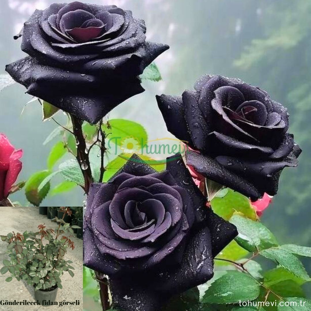 Siyah Gül Fidanı - Halfeti Gülü