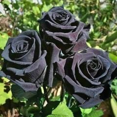 Siyah Gül Fidanı - Halfeti Gülü