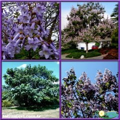 ﻿Tomentasa Paulownia Ağacı Tohumu