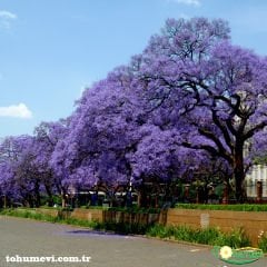 ﻿Tomentasa Paulownia Ağacı Tohumu