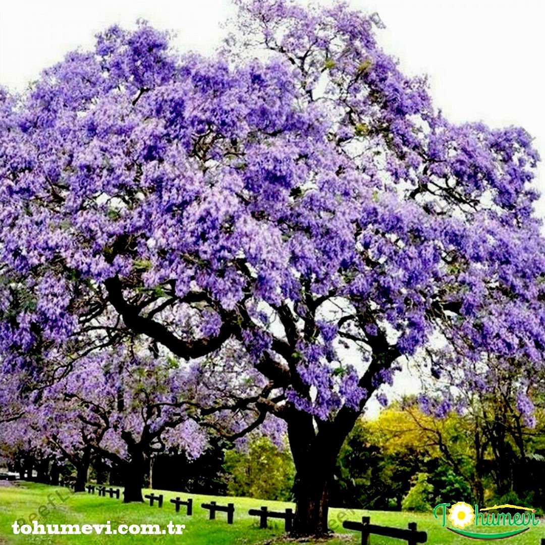 ﻿Tomentasa Paulownia Ağacı Tohumu